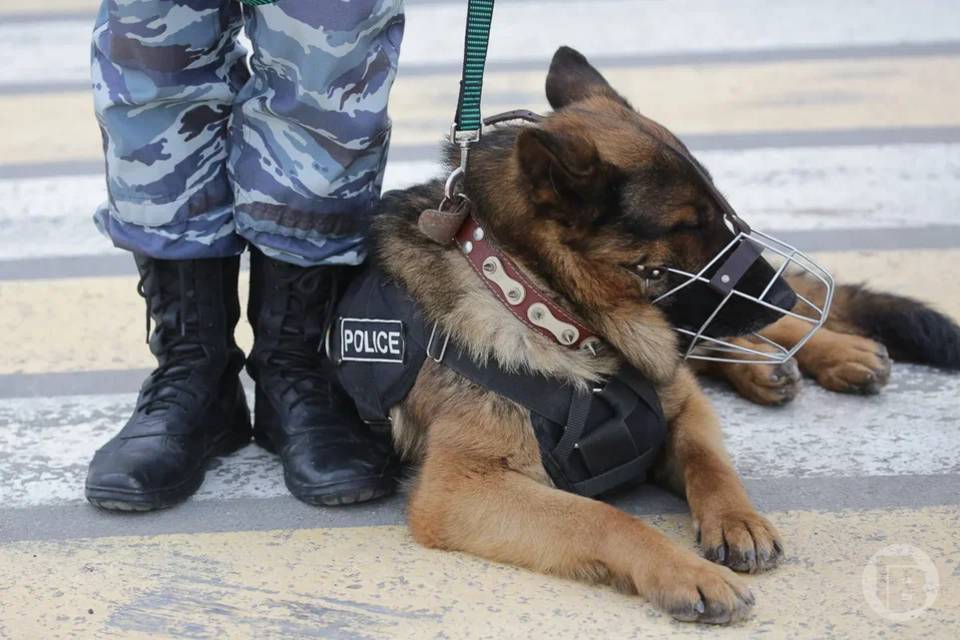 Молодого волгоградца ждет суд за ложный донос