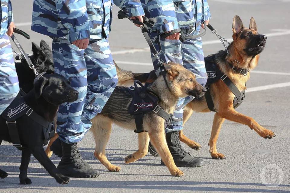 Больше 13 млн рублей украл мошенник из Костромы у волгоградской пенсионерки