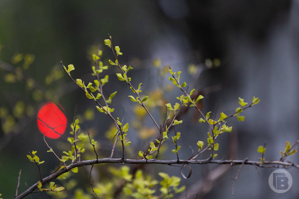 270 деревьев и кустарников высадят юные волгоградцы для нового экопарка