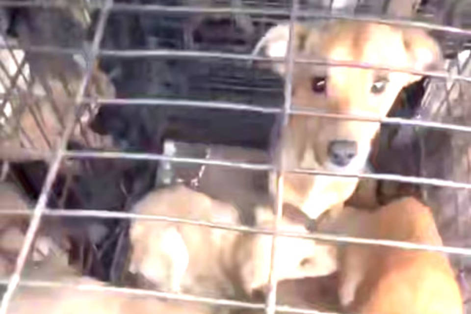 В Михайловке под Волгоградом спасли 31 собаку после смерти хозяйки в доме