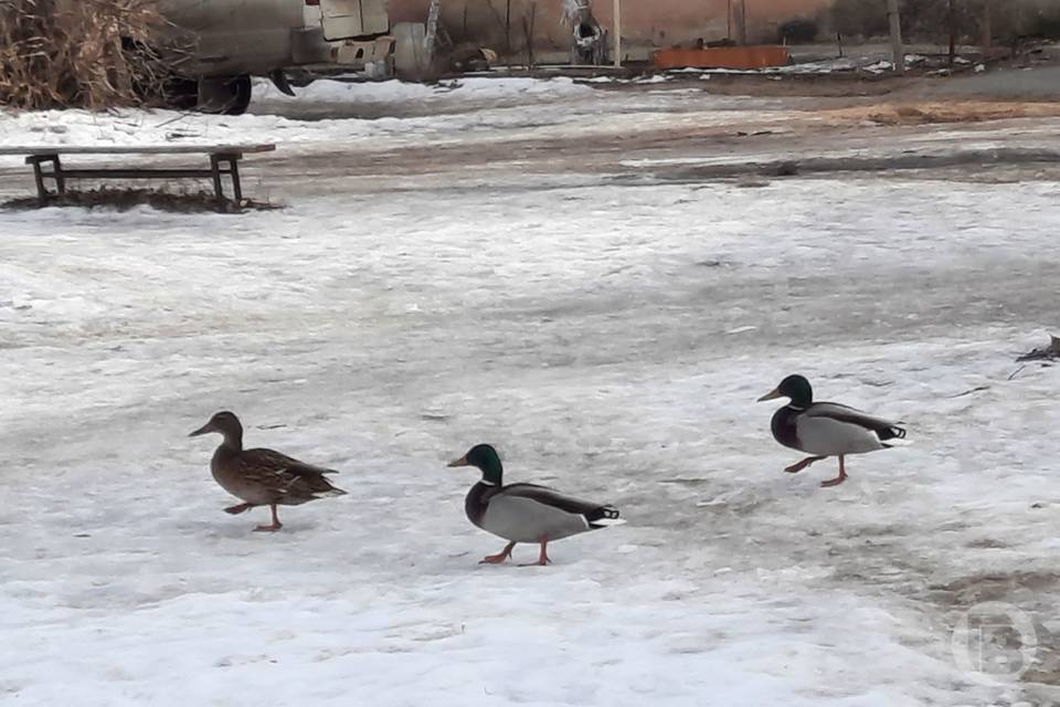 В парках Волгограда утки спасаются от холода