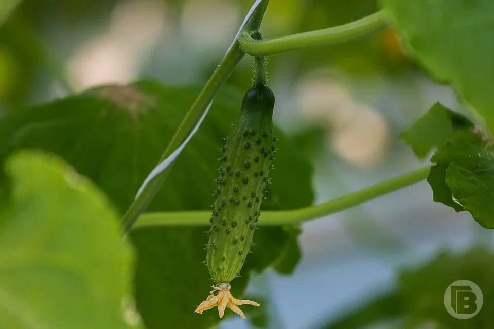 Антимонопольной комитет заинтересовался ценами на огурцы в магазинах Волгограда