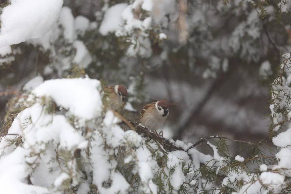 Приметы на 22 февраля: что запрещено делать в Лаптев день