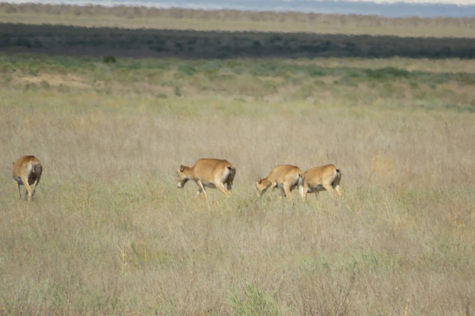 3 тысячи сайгаков насчитали в Волгоградской области