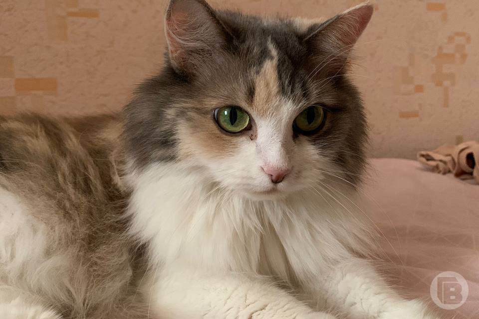 Какие запреты существуют 24 февраля, в день Власия