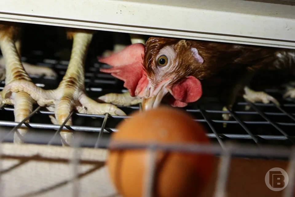 Кишечную палочку нашли в мясе птицы волгоградские специалисты