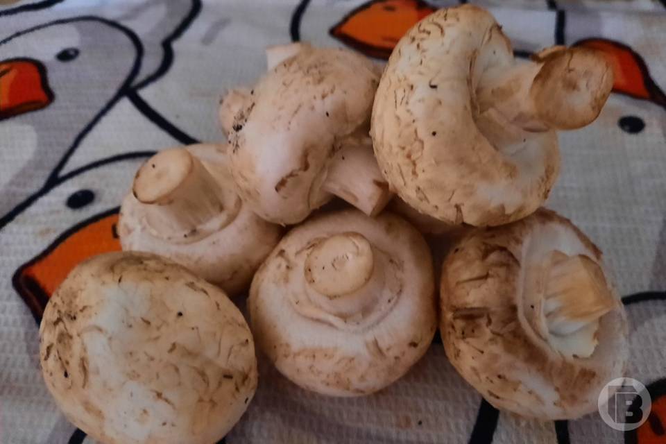 Собирать грибы с 1 сентября волгоградцы будут по новым правилам