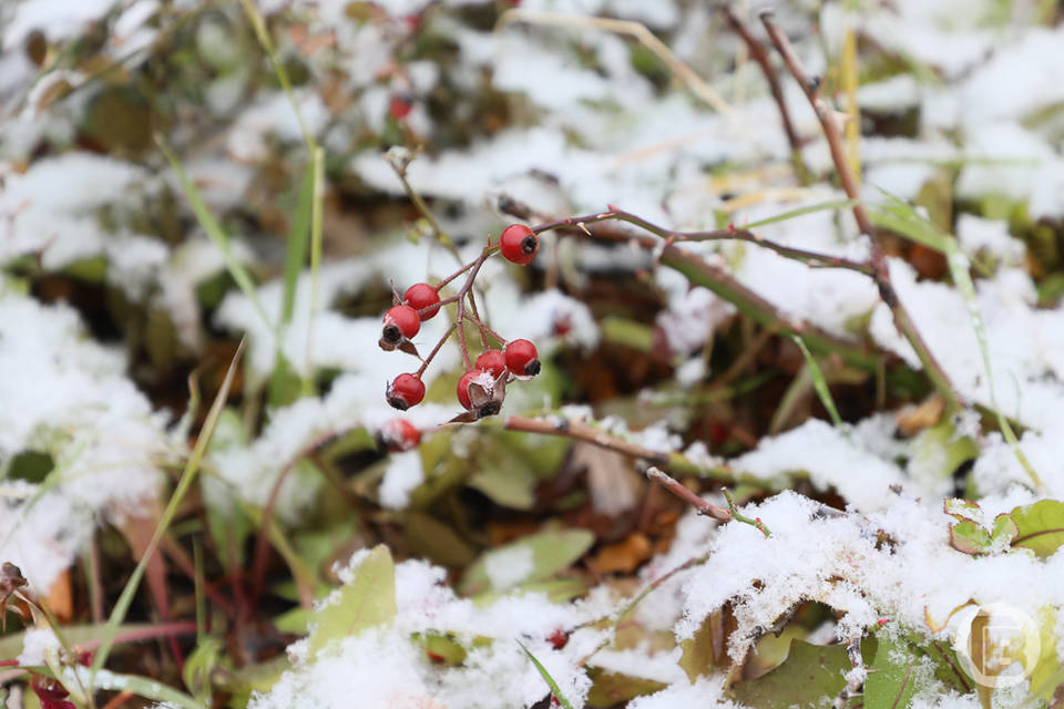 2,4 га сельхозугодий заросли сорняками под Волгоградом