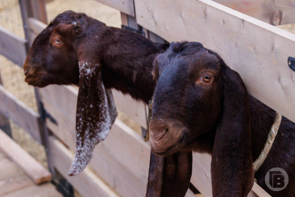 Пони и овечки поселятся в ЦПКиО Волгограда