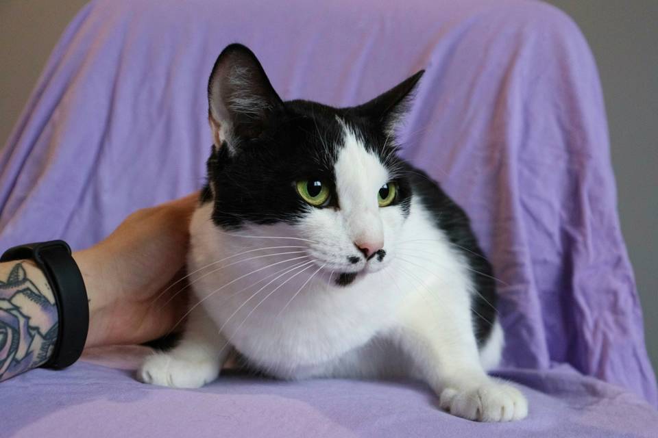 Кошка Юшка с печальной судьбой просится в дом к добрым людям