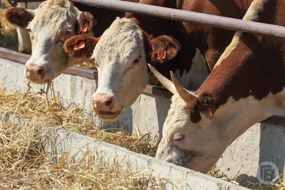 Волгоградские аграрии увеличивают площади размещения кормовых культур