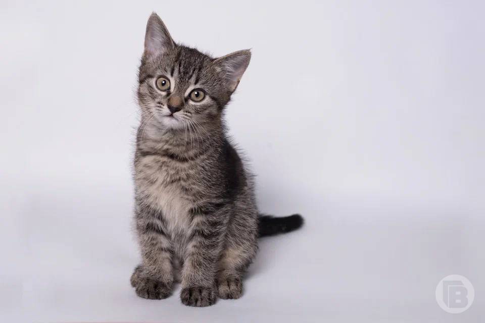 День кошек 1 марта отмечают волгоградские любители животных