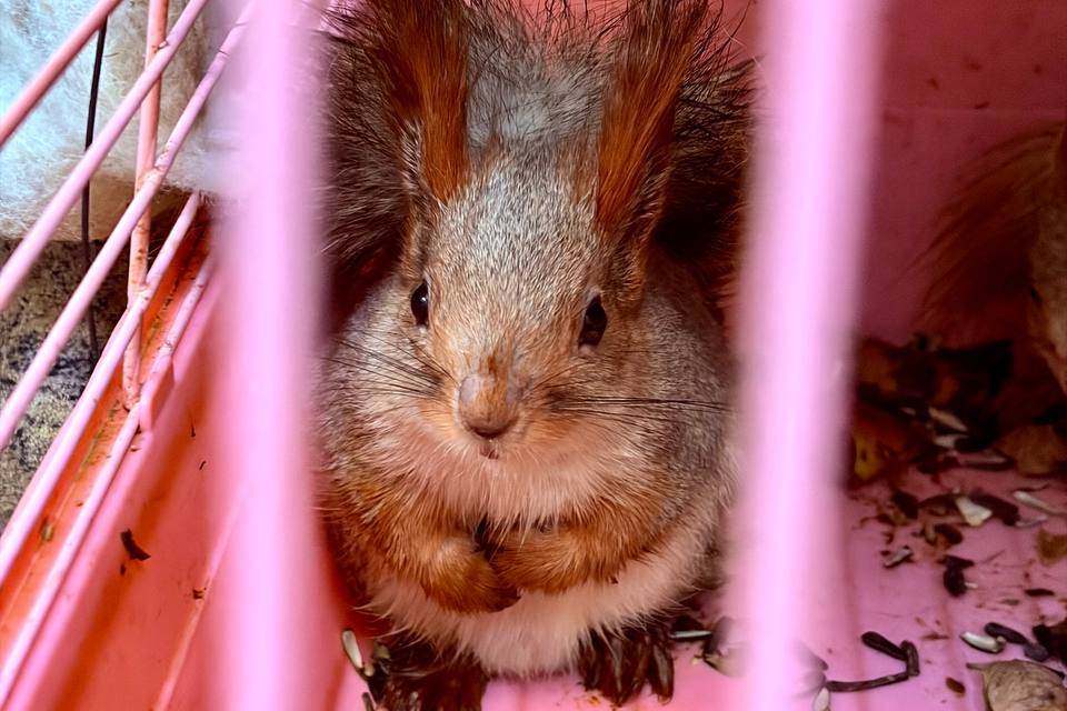 В Волжском белочек расселят по домикам