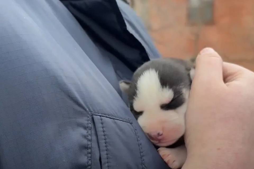 5 щенков хаски спасли волгоградские приставы