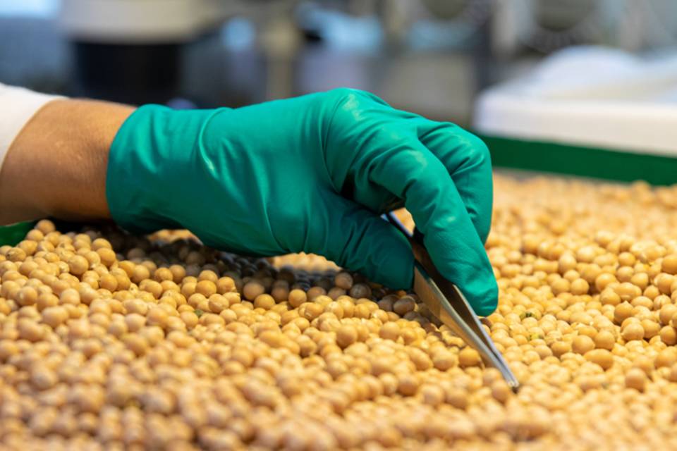 970 тонн  нута из Волгоградской области отправили в Азию