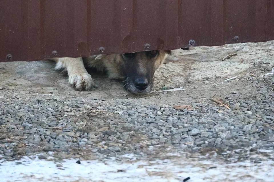 Волгоградцам рассказали об опасности самовыгула домашних животных