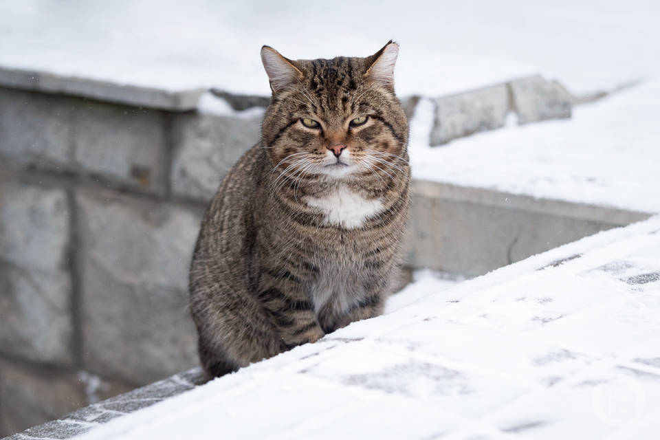 Волгоградского ИП оштрафовали за незаконную торговлю ветпрепаратами