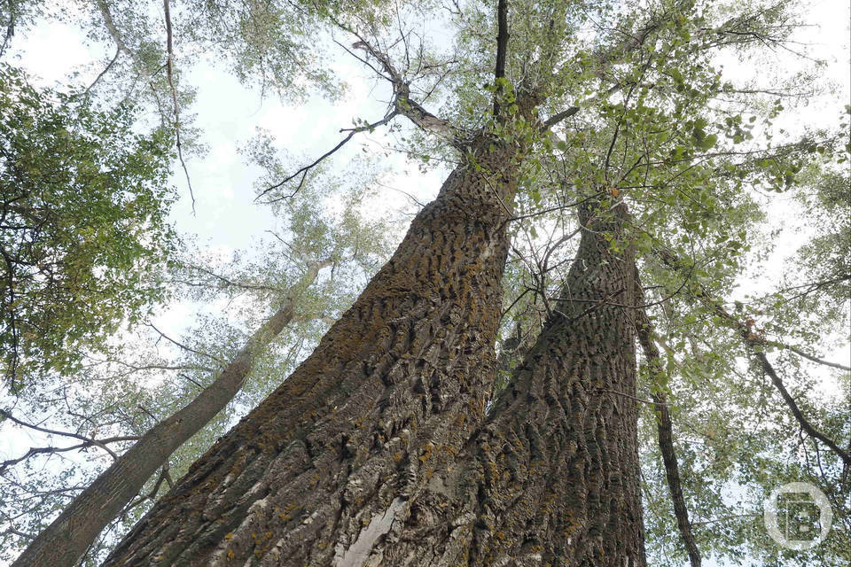 В Волгоградские лесничества поступает новая техника