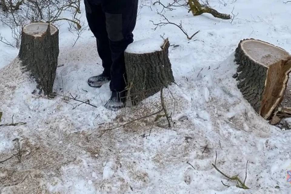 До 7 лет тюрьмы грозит мужчине, спилившему ценные дубы под Волгоградом