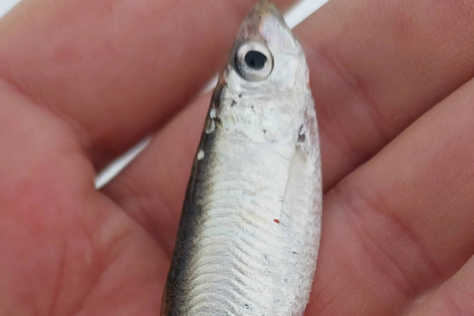 Пойманная рыба удивила опытного рыбака из Волгограда