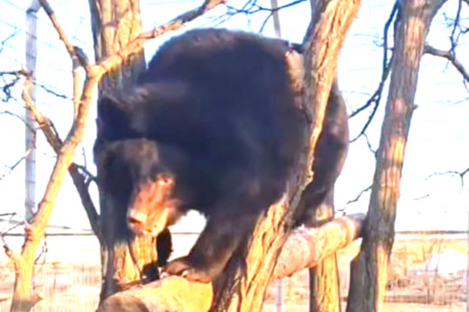 В волгоградском зооцентре «Дино» поселилась цирковая медведица