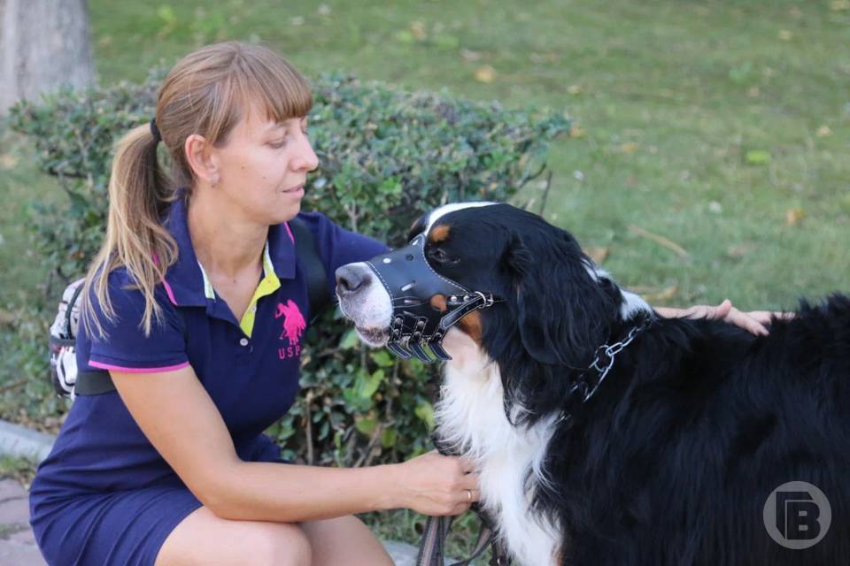 Волгоградцы массово жалуются на собак без намордников