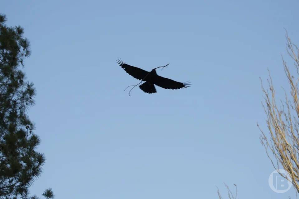 Приметы на 17 марта: чего не стоит делать в день Герасима Грачевника