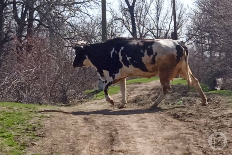 Коровы стали настоящей угрозой дорожной безопасности в Астраханской области