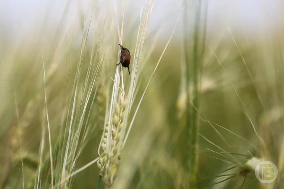 45 тысяч тонн волгоградского зерна обеззаразили специалисты