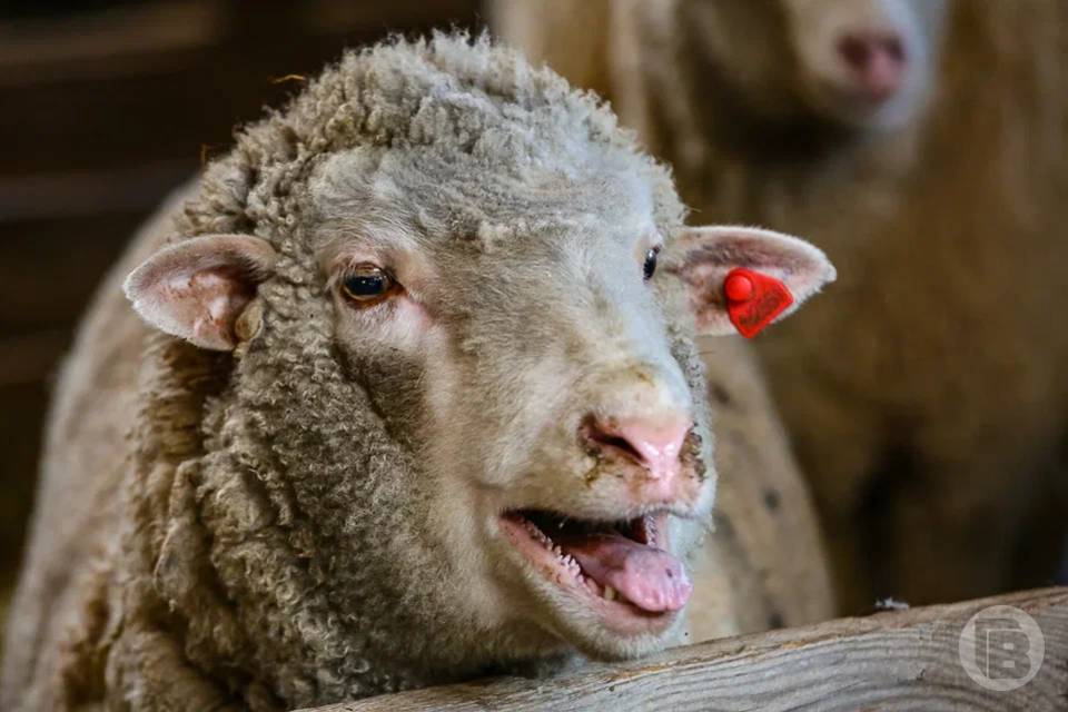 60 баранов и овец ветеринары не пустили в Московскую область