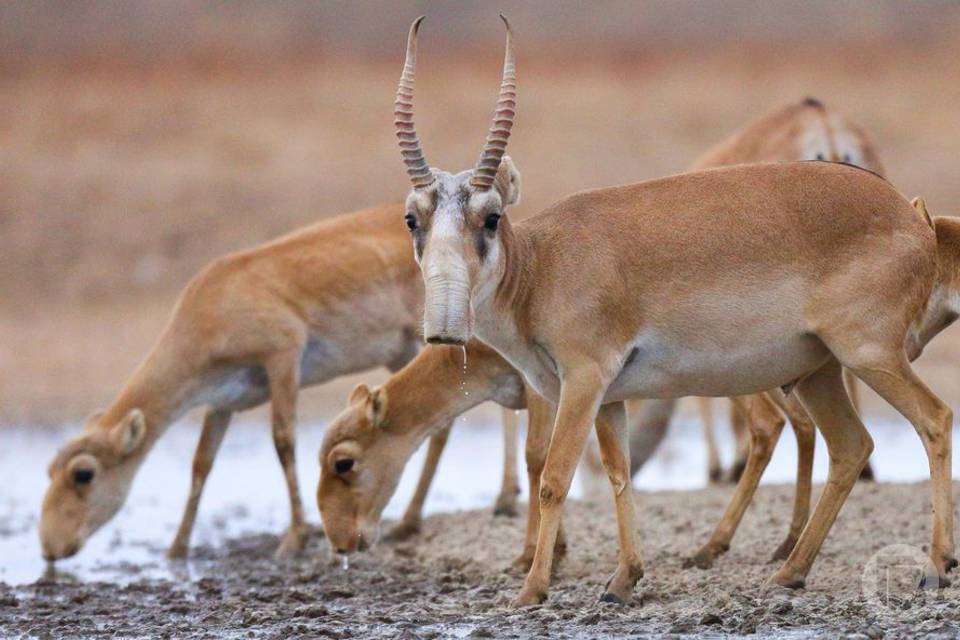 В Волгоградской области защитят краснокнижного сайгака