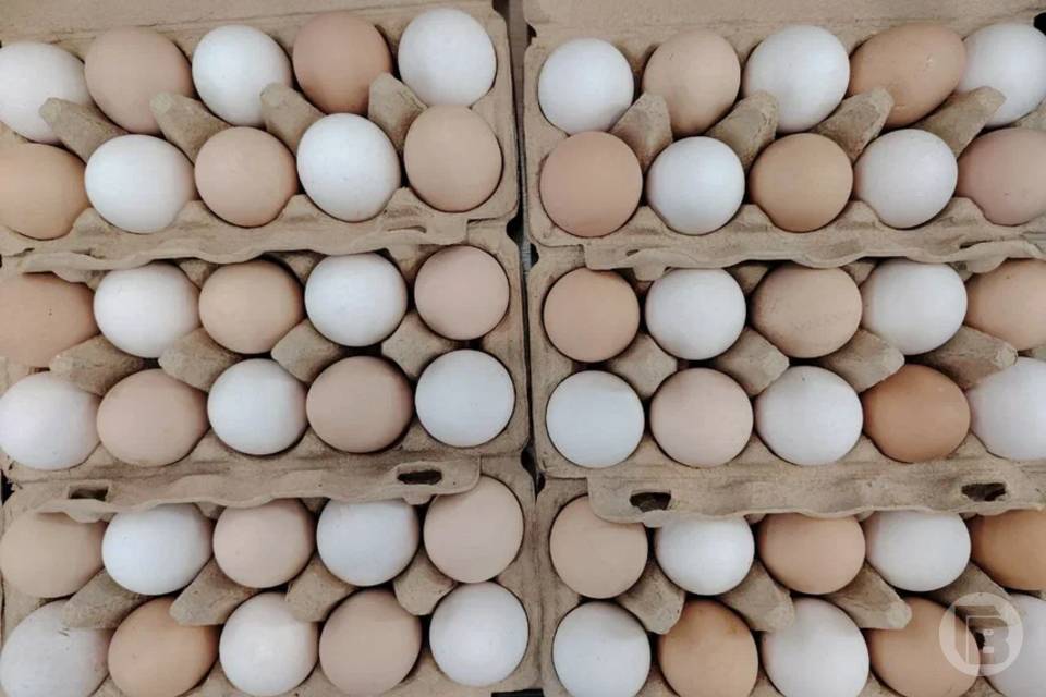 Волгоградцам дали совет, как правильно выбирать куриные яйца