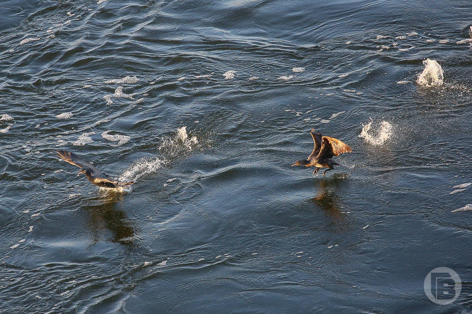 Чего не стоит делать волгоградцам в день Сороки, 22 марта