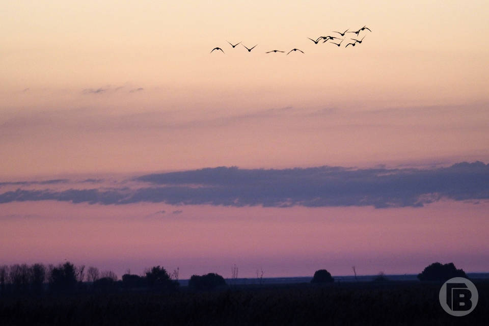 День жаворонка: что можно и нельзя делать 22 марта для счастья