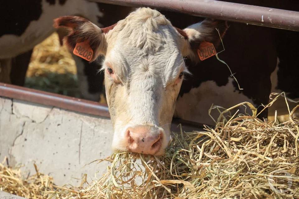 Корма и кормовые добавки проверили на качество в Волгоградской области