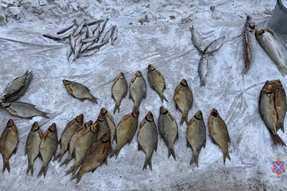 Оперативники пресекли незаконную торговлю рыбой под Волгоградом