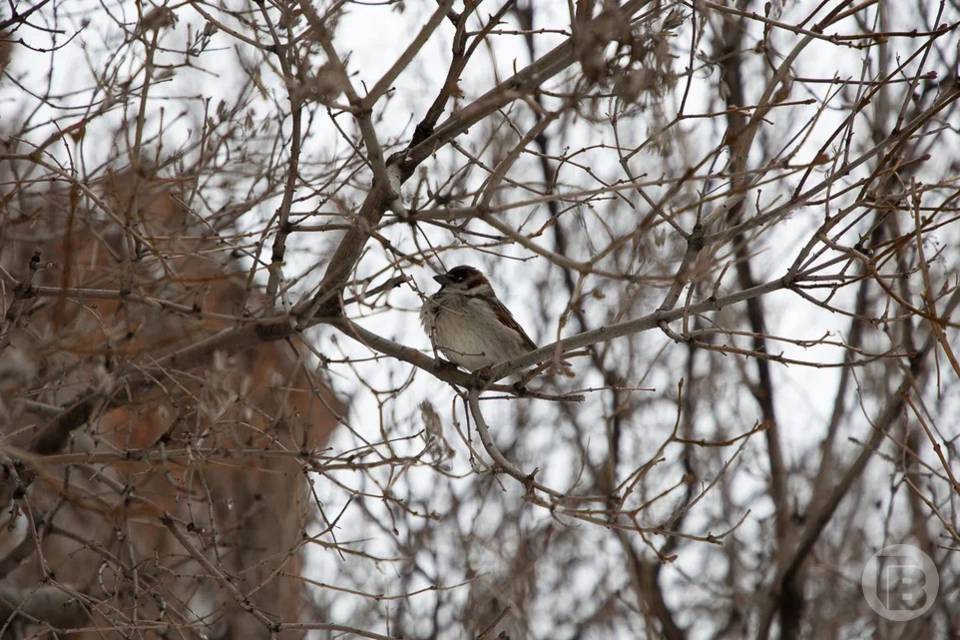 Запреты и приметы на Феофанов день 25 марта