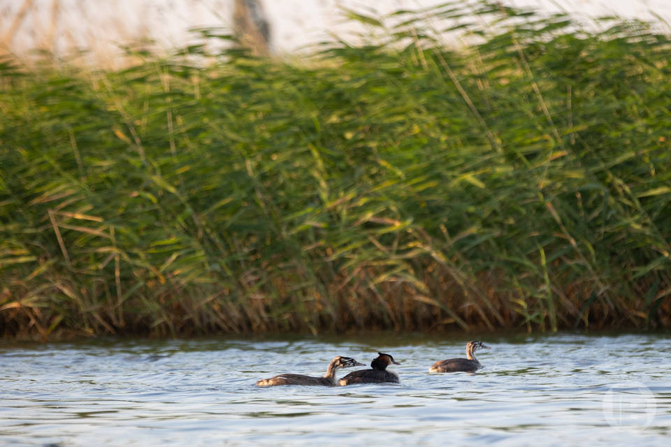 В Волгоградской области изменились сроки охоты на птиц