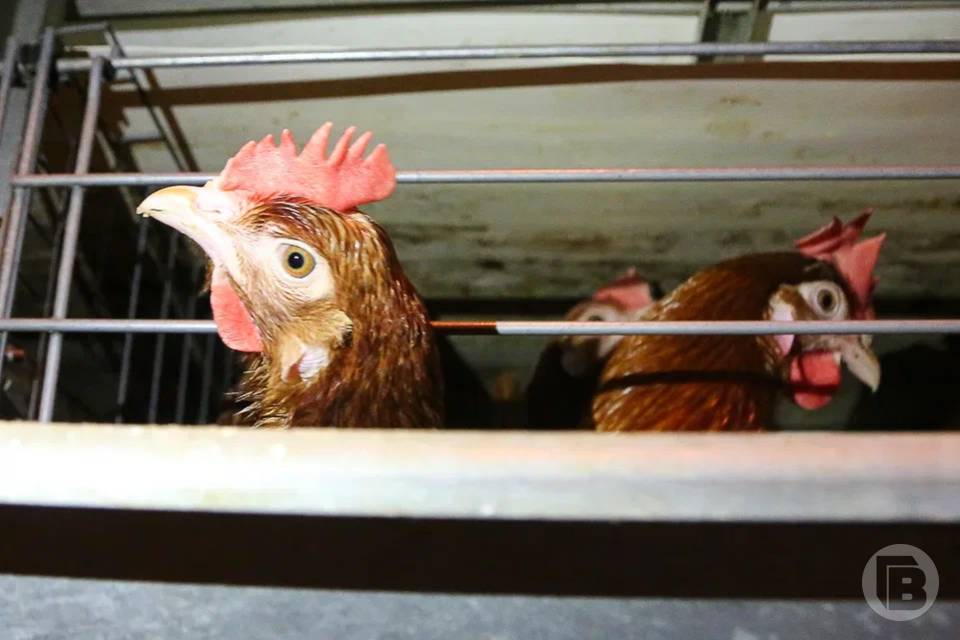 В волгоградской мясной продукции нашли кишечную палочку