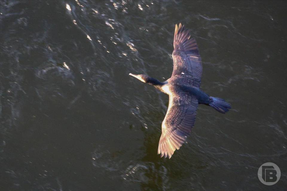 Охота на селезней в Волгоградской области продлится до 19 апреля