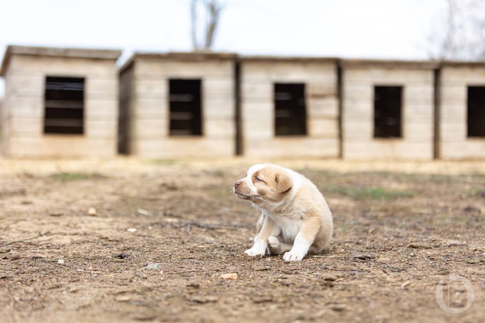 В волгоградском приюте за ночь умерли четыре щенка хаски