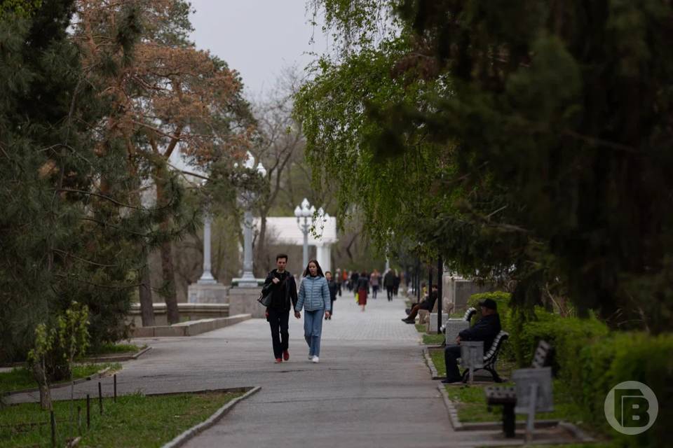 Сезон аллергии на березу в Волгограде начинается уже в марте