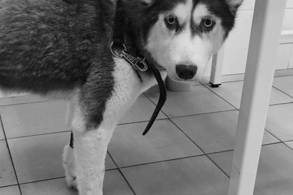 В Волгограде вслед за четырьмя щенками умерла их мама Ева