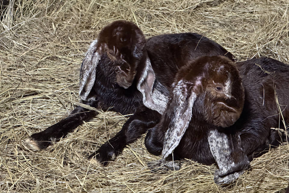 Еще два козленка камори родились в ЦПКиО Волгограда