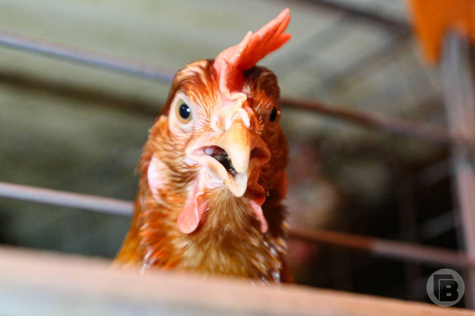 22 тонны кормовых добавок отправили из Волгоградской области в Узбекистан