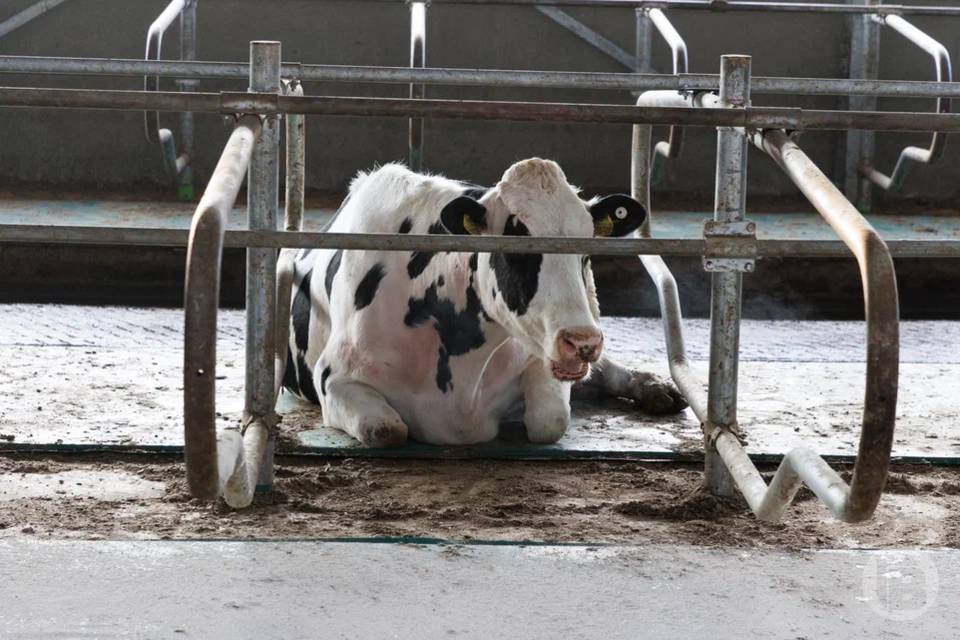 Вспышка бруцеллеза зафиксирована под Волгоградом