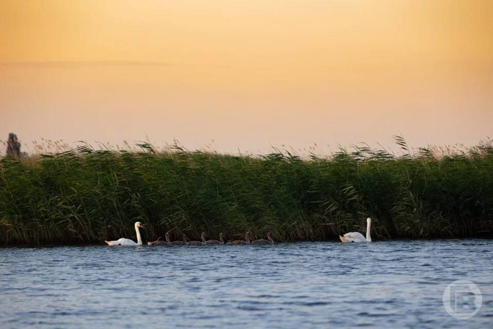 Экосовет поможет спасти озеро и пруд в Волгоградской области