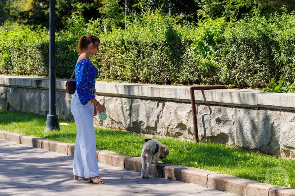 Волгоградок с собачками ждут на кастинге