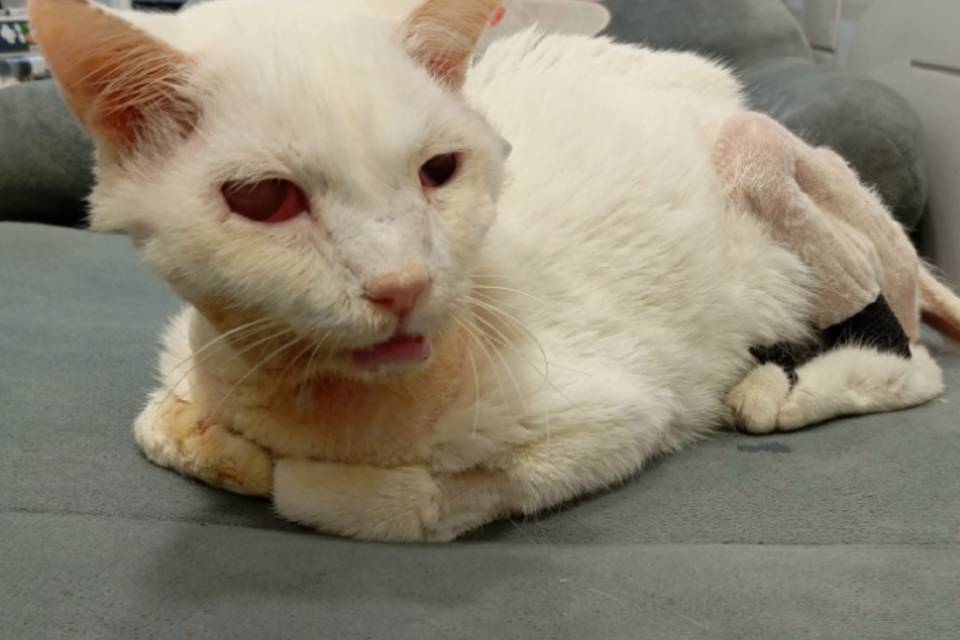 Покалеченный в ДТП кот Лелик умер