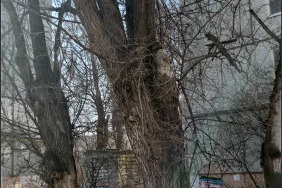 Три дерева  угрожают жизни волгоградцев